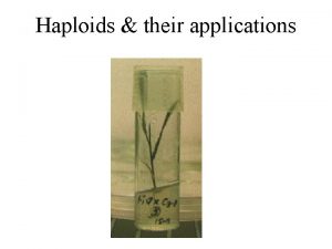 Haploids their applications Definition The term haploid refers