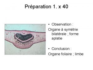 Prparation 1 x 40 Observation Organe symtrie bilatrale