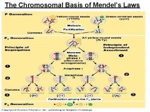 Alterations of chromosome structure
