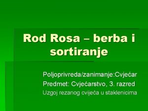 Rod Rosa berba i sortiranje Poljoprivredazanimanje Cvjear Predmet