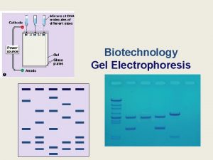 Biotechnology Gel Electrophoresis Many uses of restriction enzymes