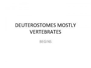 DEUTEROSTOMES MOSTLY VERTEBRATES BEGINS Aster mean star Hi