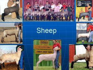 Sheep Steps to Judging Sheep n n n