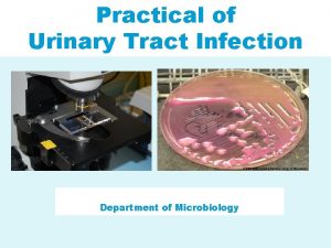 Practical of Urinary Tract Infection Department of Microbiology