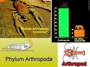 Phylum Arthropoda 1 Phylum Arthropoda means jointed feet