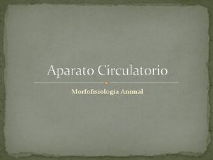 Aparato Circulatorio Morfofisiologa Animal Funcin El aparato circulatorio