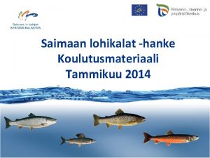 Saimaan lohikalat hanke Koulutusmateriaali Tammikuu 2014 www jarvilohi