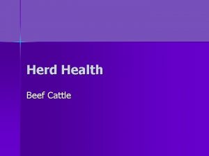 Herd Health Beef Cattle Herd Health n Key