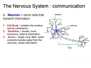 The Nervous System communication A Neurons nerve cells