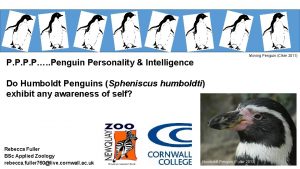 Moving Penguin Clker 2011 P P Penguin Personality