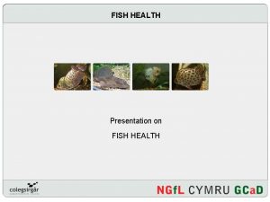 FISH HEALTH Presentation on FISH HEALTH Introduction How