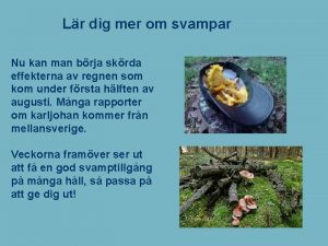 Lr dig mer om svampar Nu kan man