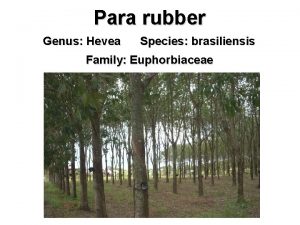 Para rubber family