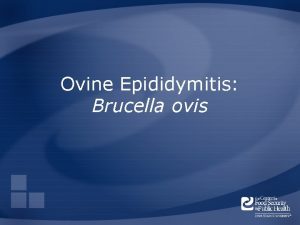Ovine Epididymitis Brucella ovis Overview Organism History Epidemiology