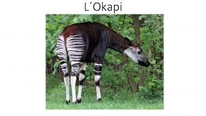 Lokapi