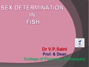 SEX DETERMINATION IN FISH Dr V P Saini