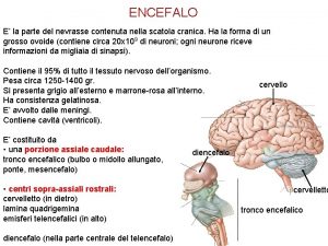 ENCEFALO E la parte del nevrasse contenuta nella