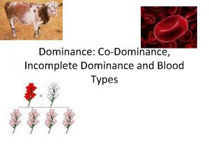 Dominance CoDominance Incomplete Dominance and Blood Types Lesson