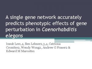 A single gene network accurately predicts phenotypic effects