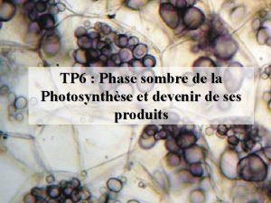 TP 6 Phase sombre de la Photosynthse et