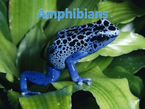 Amphibians Ancestor Amphibians evolved from lobefinned fish Ichthyostega