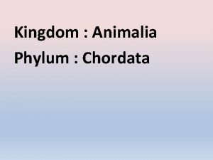 Kingdom Animalia Phylum Chordata Phylum Chordata 1 2