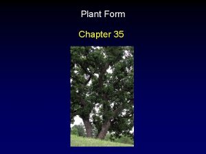 Plant Form Chapter 35 Meristems Meristematic tissues are