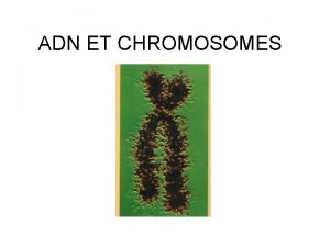 Coloration chromosome