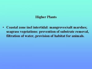 Higher Plants Coastal zone incl intertidal mangrovessalt marshes