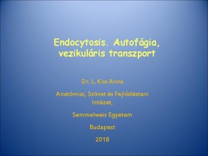 Endocytosis Autofgia vezikulris transzport Dr L Kiss Anna