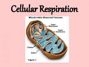 Cellular Respiration Mitochondria Parts and Functions Mitochondrial Parts