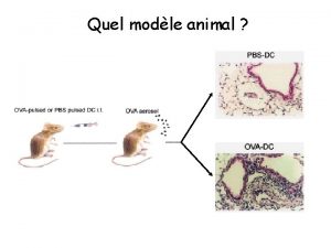 Quel modle animal Quelle mesure fonctionnelle Lpithlium respiratoire