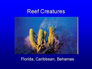 Reef Creatures Florida Caribbean Bahamas Sponges Porifera Convoluted