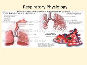 Respiratory Physiology Functions and organization of the respiratory