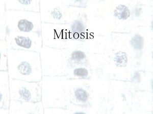 Mitosis 1 1 How do little elephants grow