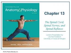Spinal cord anterior Spinal cord anterior