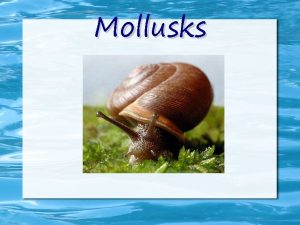 Mollusks 3 Different Groups There are three different