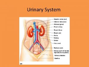 Urinary System Functions of the Urinary System Primary
