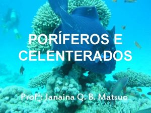 PORFEROS E CELENTERADOS a Prof Janaina Q B