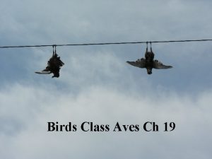 Birds Class Aves Ch 19 Bird Characters Tetrapods