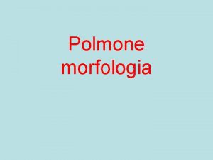 Polmone morfologia Polmone destro cuore Cavit toracica Polmone