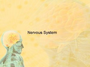Nervous System General Structure Central Nervous System CNS