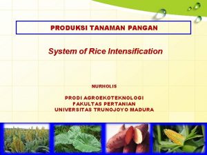 PRODUKSI TANAMAN PANGAN System of Rice Intensification NURHOLIS