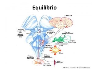 Equilbrio http www medicinageriatrica com br200712 Equilbrio Conceito