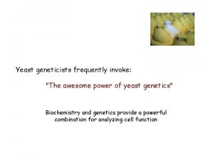 Yeast geneticists frequently invoke The awesome power of