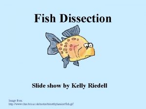 Fish Dissection Slide show by Kelly Riedell Image