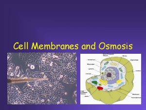 Cell Membranes and Osmosis What separates a cell