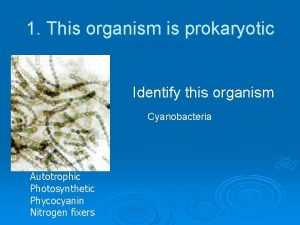 1 This organism is prokaryotic Identify this organism