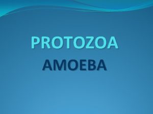 PROTOZOA AMOEBA Protozoa The protozoa are a diverse