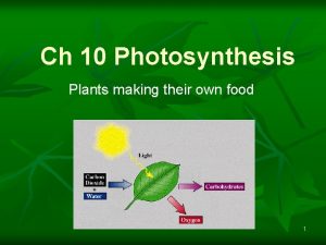 Ch 10 Photosynthesis Plants making their own food